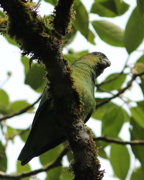 Pileated Parrot