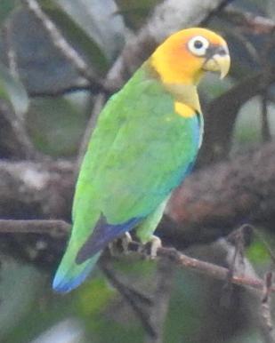 Saffron-headed Parrot