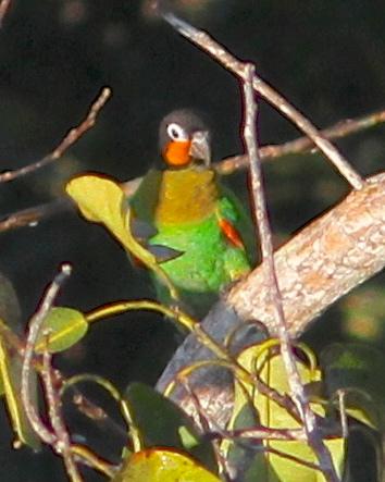 Orange-cheeked Parrot
