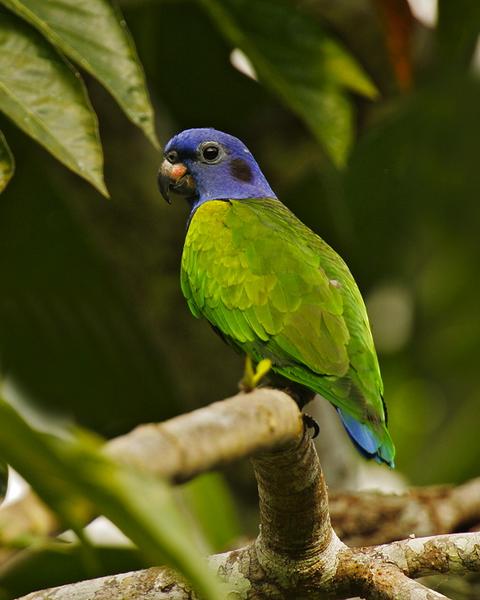 Blue-headed Parrot
