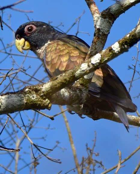 Bronze-winged Parrot