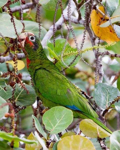 Cuban Parrot (Cayman Is.)