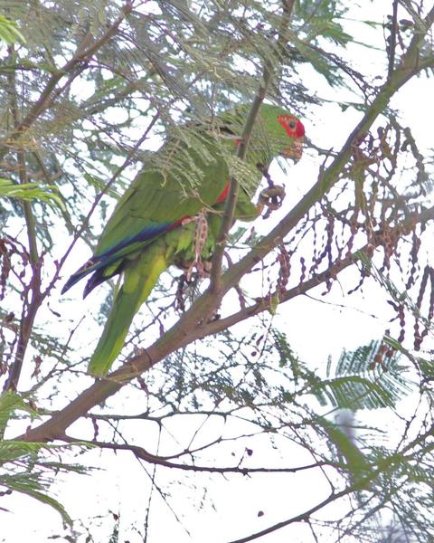 Red-spectacled Parrot