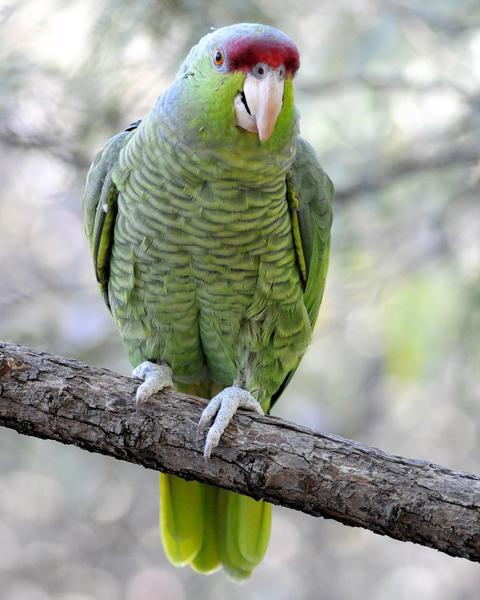 Lilac-crowned Parrot