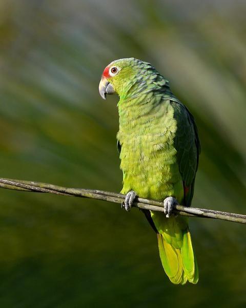 Red-lored Parrot (Salvin's)