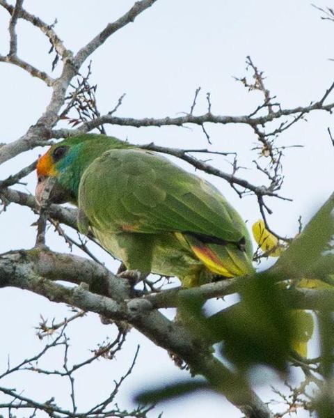 Red-browed Parrot