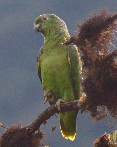Scaly-naped Parrot