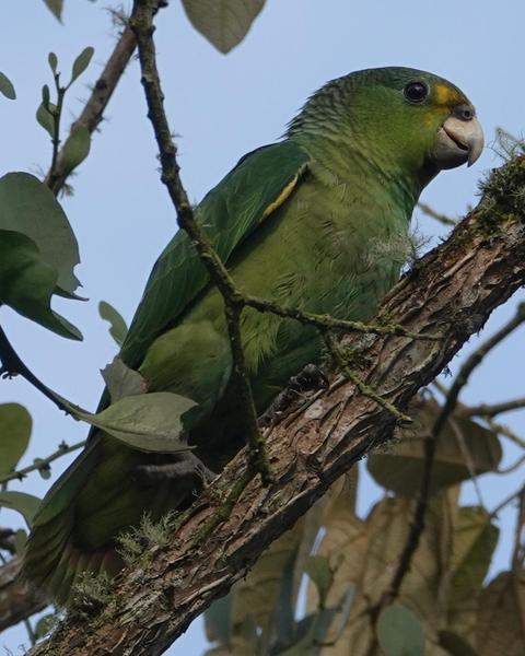 Scaly-naped Parrot