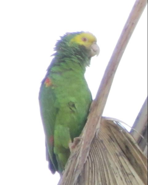 Yellow-headed Parrot