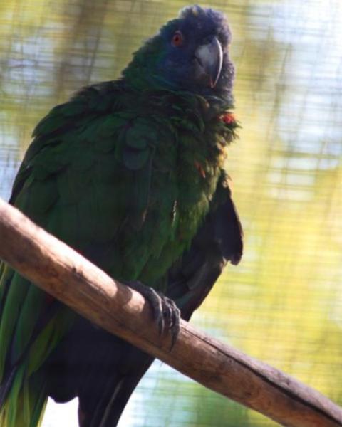 Red-necked Parrot