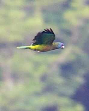 St. Lucia Parrot