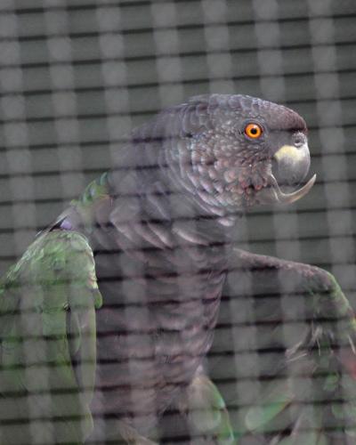 Imperial Parrot