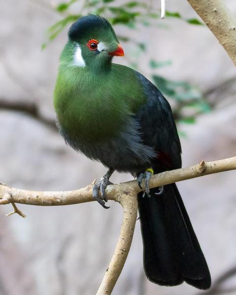 White-cheeked Turaco