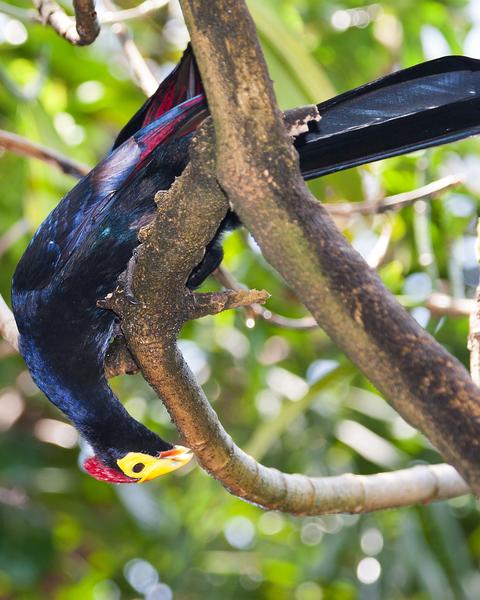 Ross's Turaco