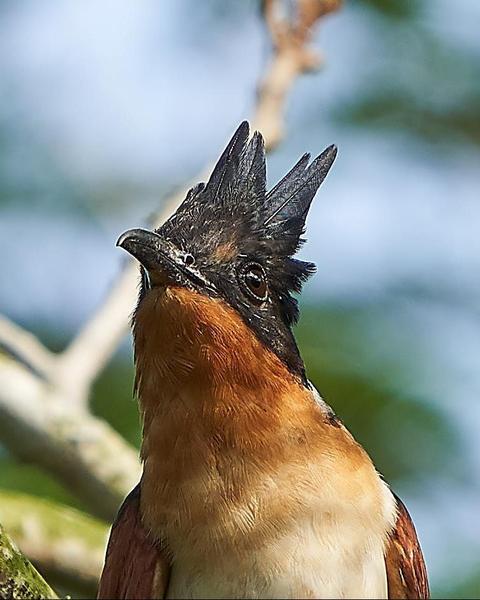 Chestnut-winged Cuckoo