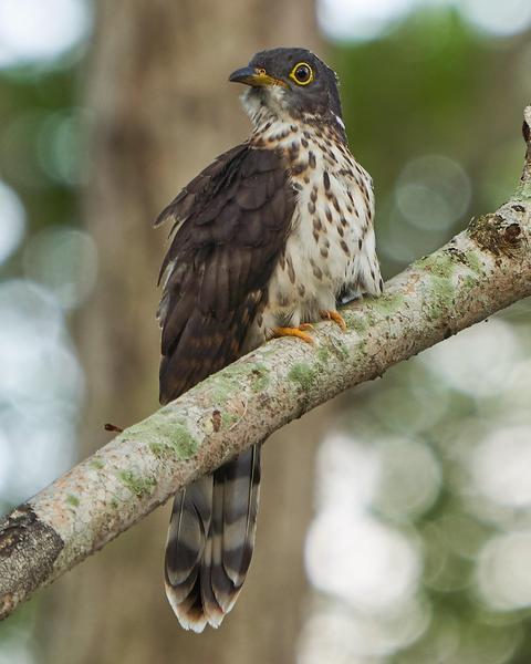 Malaysian Hawk-Cuckoo
