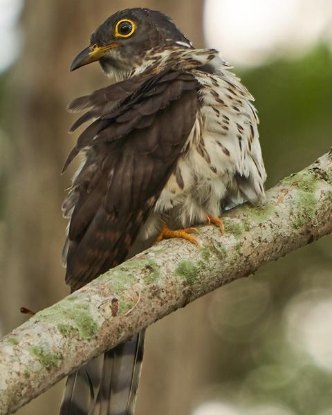 Malaysian Hawk-Cuckoo