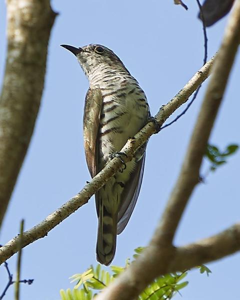 Indian Cuckoo