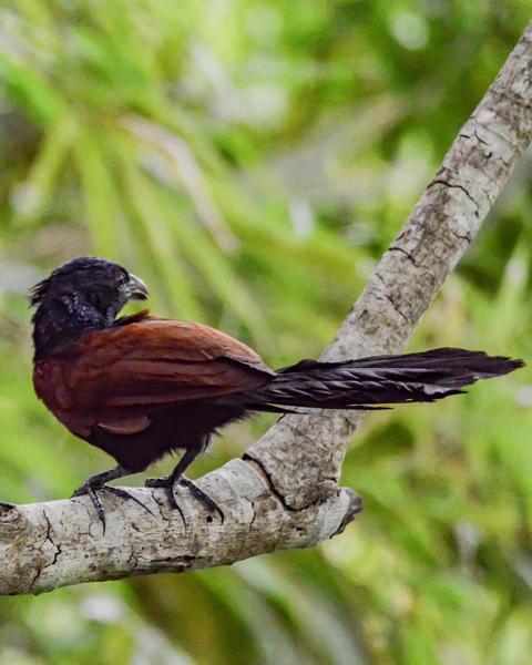 Philippine Coucal