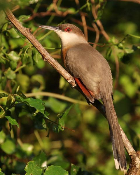 Jamaican Lizard-Cuckoo