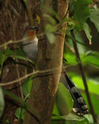 Hispaniolan Lizard-Cuckoo