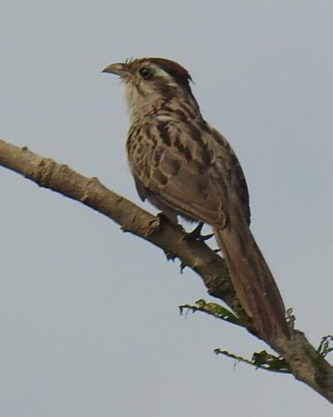 Striped Cuckoo