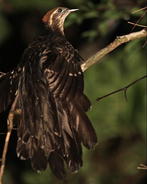 Pheasant Cuckoo
