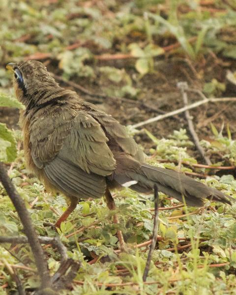 Lesser Ground-Cuckoo