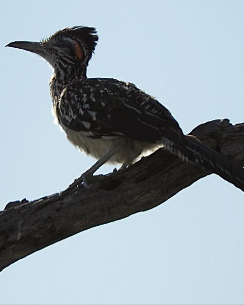 Greater Roadrunner