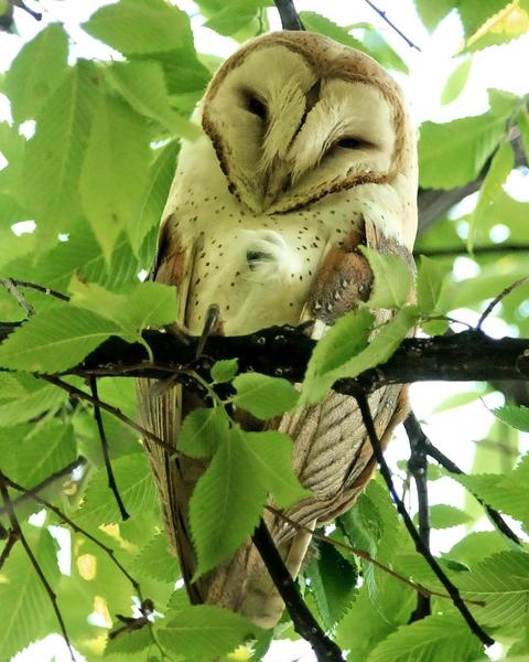 Barn Owl (American)