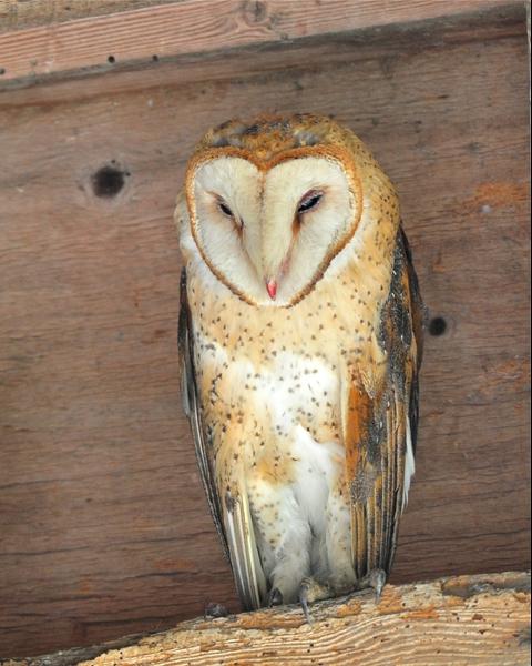 Barn Owl (American)