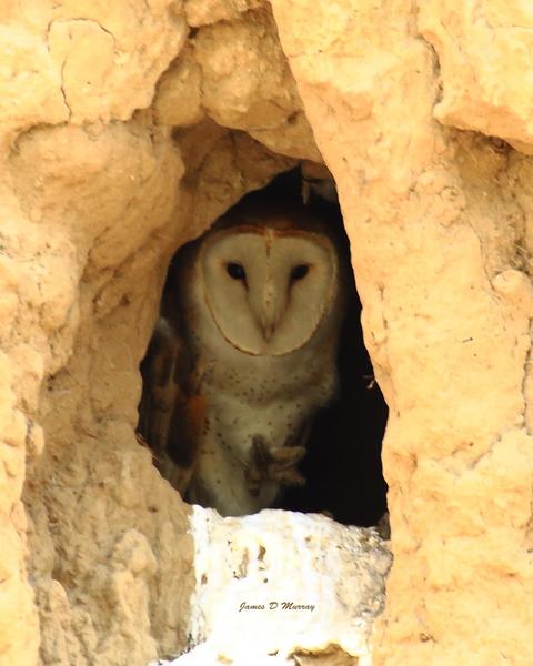 Barn Owl (American)