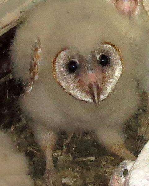 Barn Owl (American)