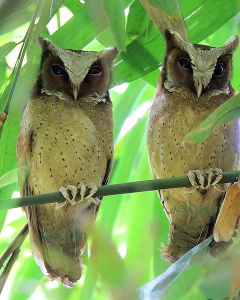 White-fronted Scops-Owl