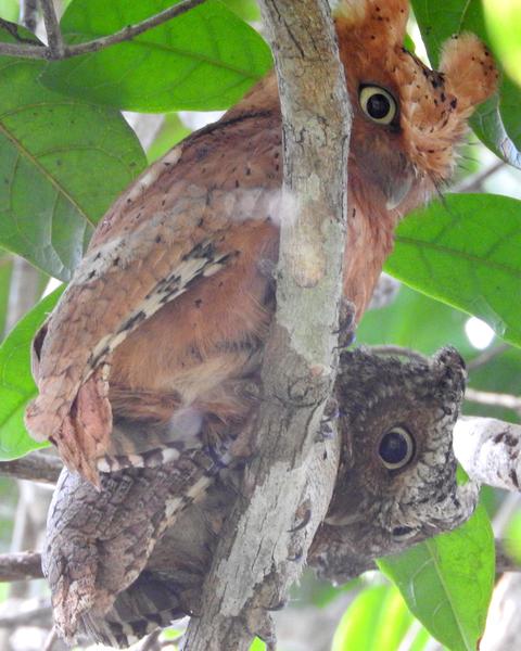 Sokoke Scops-Owl