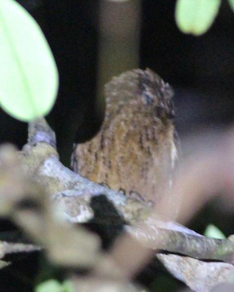 Mentawai Scops-Owl