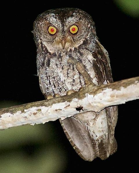 Sulawesi Scops-Owl