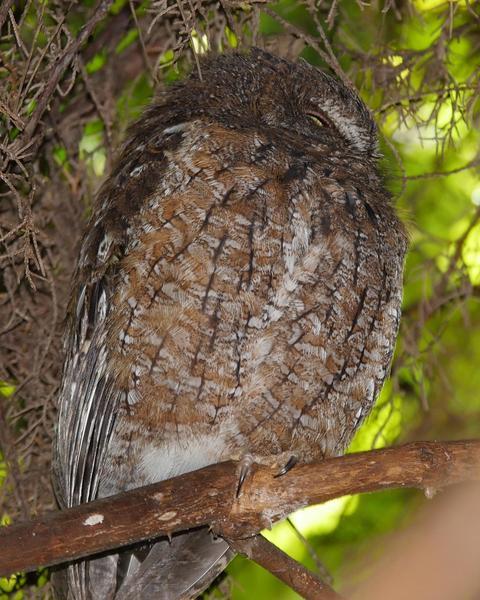 Malagasy Scops-Owl