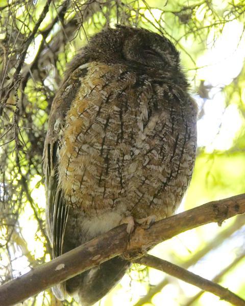 Malagasy Scops-Owl