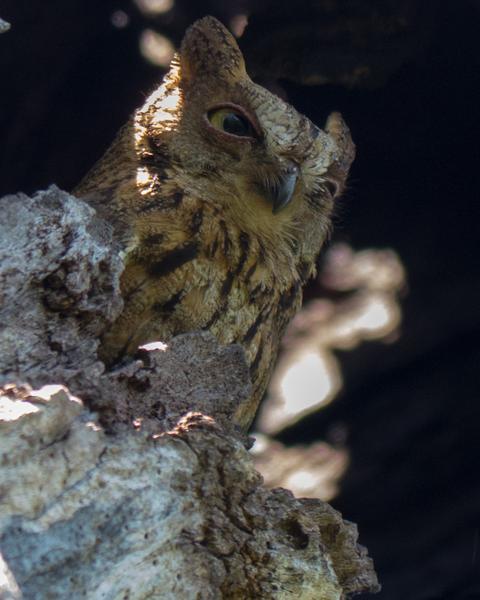 Torotoroka Scops-Owl