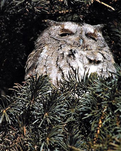Eastern Screech-Owl (Northern)