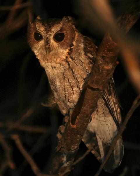 Balsas Screech-Owl