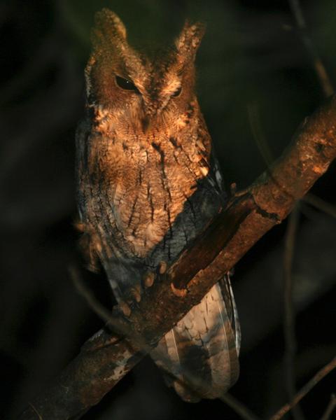 Balsas Screech-Owl