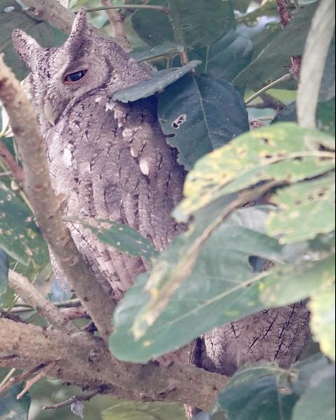 Pacific Screech-Owl