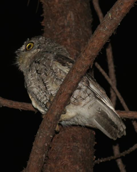 Whiskered Screech-Owl