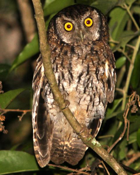 Koepcke's Screech-Owl