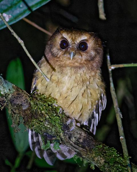 Cinnamon Screech-Owl