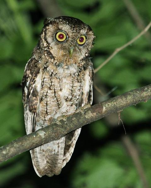 Montane Forest Screech-Owl