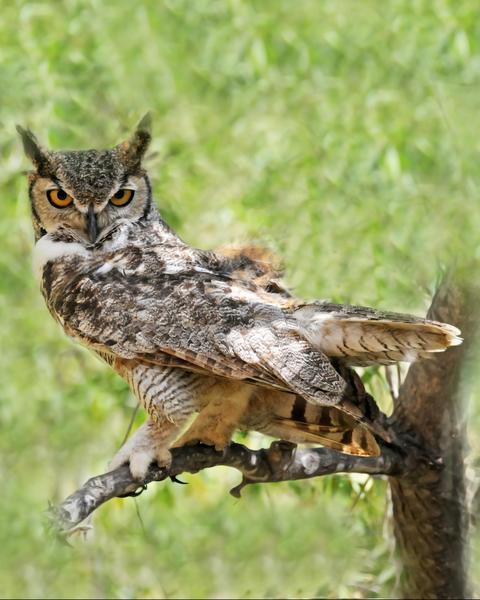 Great Horned Owl (Great Horned)
