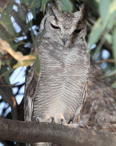 Grayish Eagle-Owl